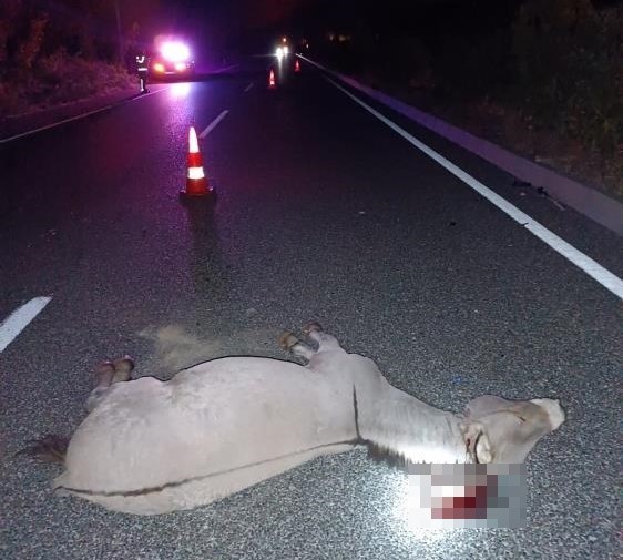 Başıboş Eşekler Trafik Kazasına Neden Oldu-1