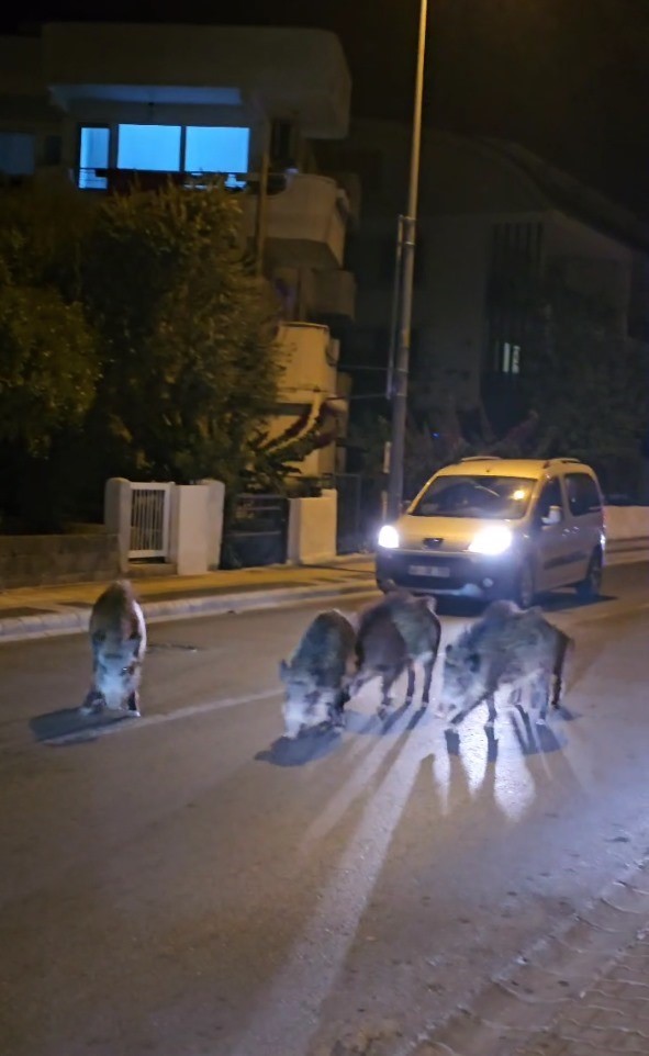 Yaban domuzları, cadde ve sokakları istila etmeye başladı-1