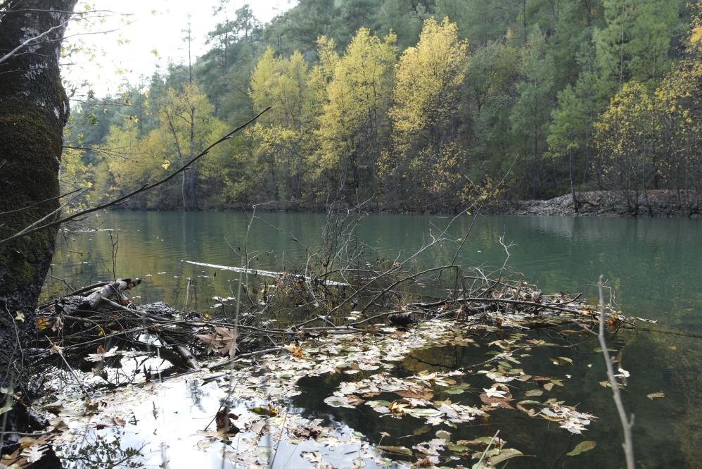 Dünyada Ve Türkiye'de Sadece Muğla Ve Burdur'da Bulunuyor (3)