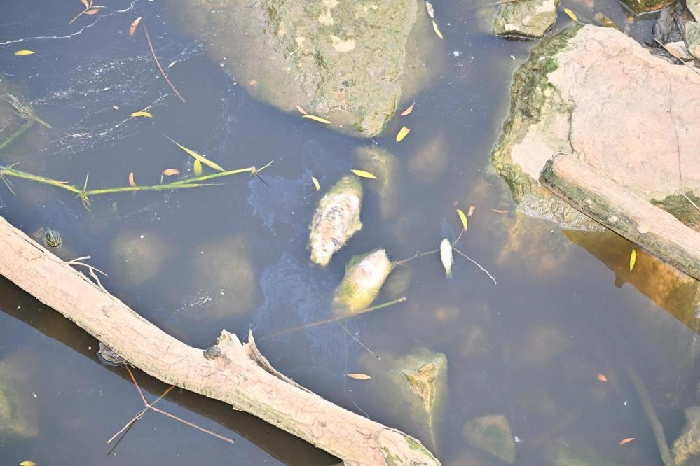 Organize Sanayi Bölgeleri Gediz Nehri'ni Kirletiyor