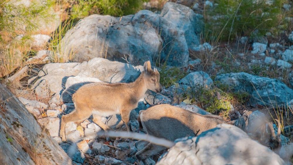 Yaban Keçileri Sarp Kayalıklarda Görüntülendi (3)