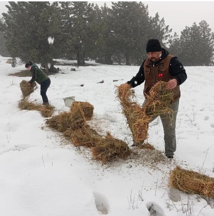 Kar Kalınlığı Burdur'da 50 Santime Ulaştı Eşeler Yaylası’nda Geyiklere Özel Yemleme Faaaliyeti 1