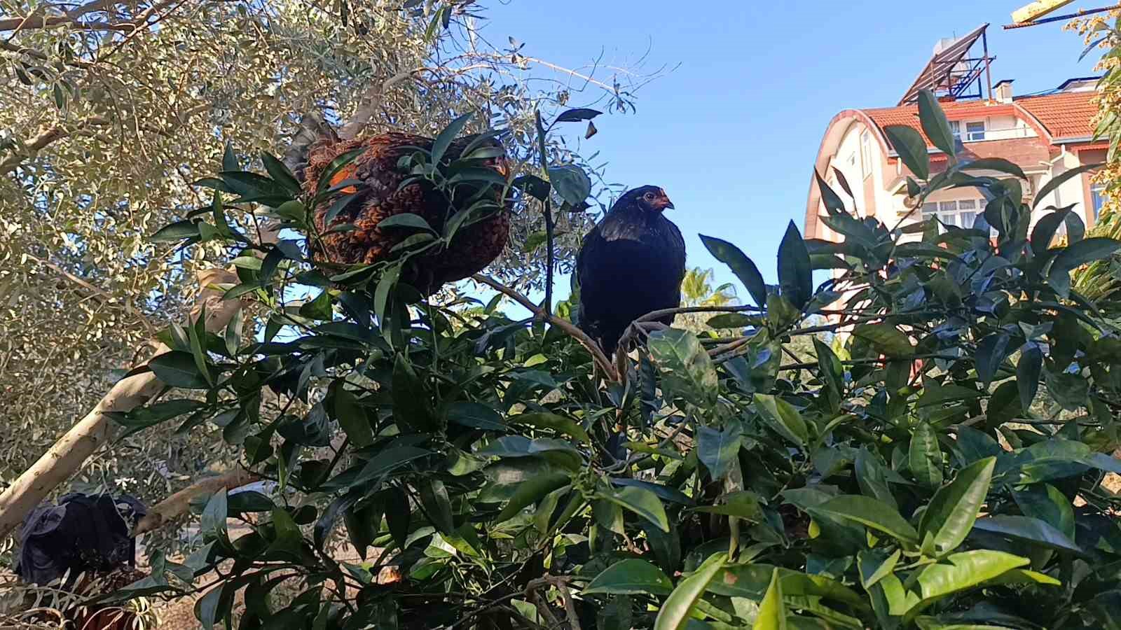 Selden Korkan Tavuklar Ağaçlara Tünemeye Başladı