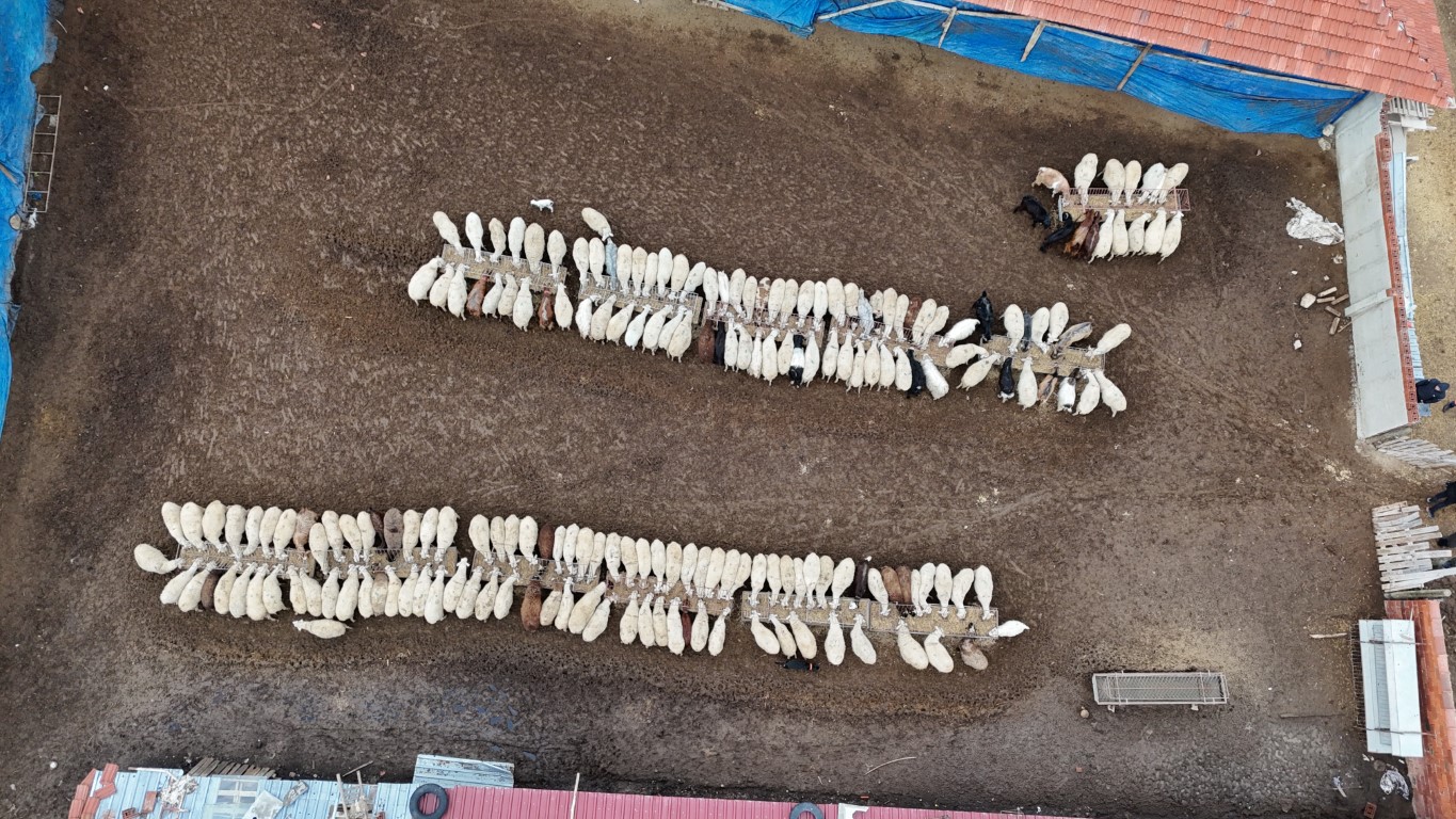 Üniversite Mezunu Çoban 35 Koyundan 450’Ye Uzanan Hikaye 1