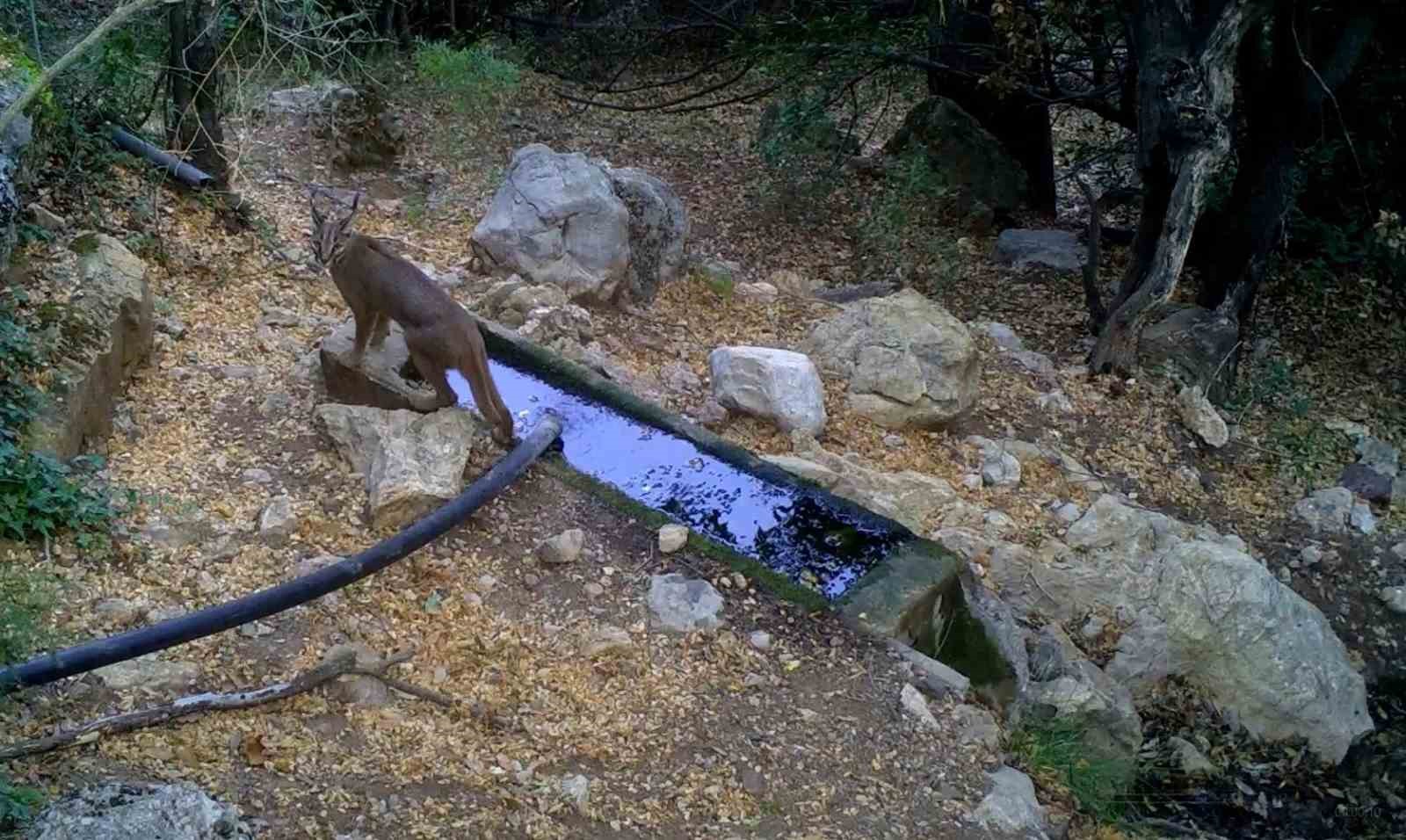 Burdur'da Karakulak Fotokapan'a Yakalandı 600 Bin Tl Cezası Var