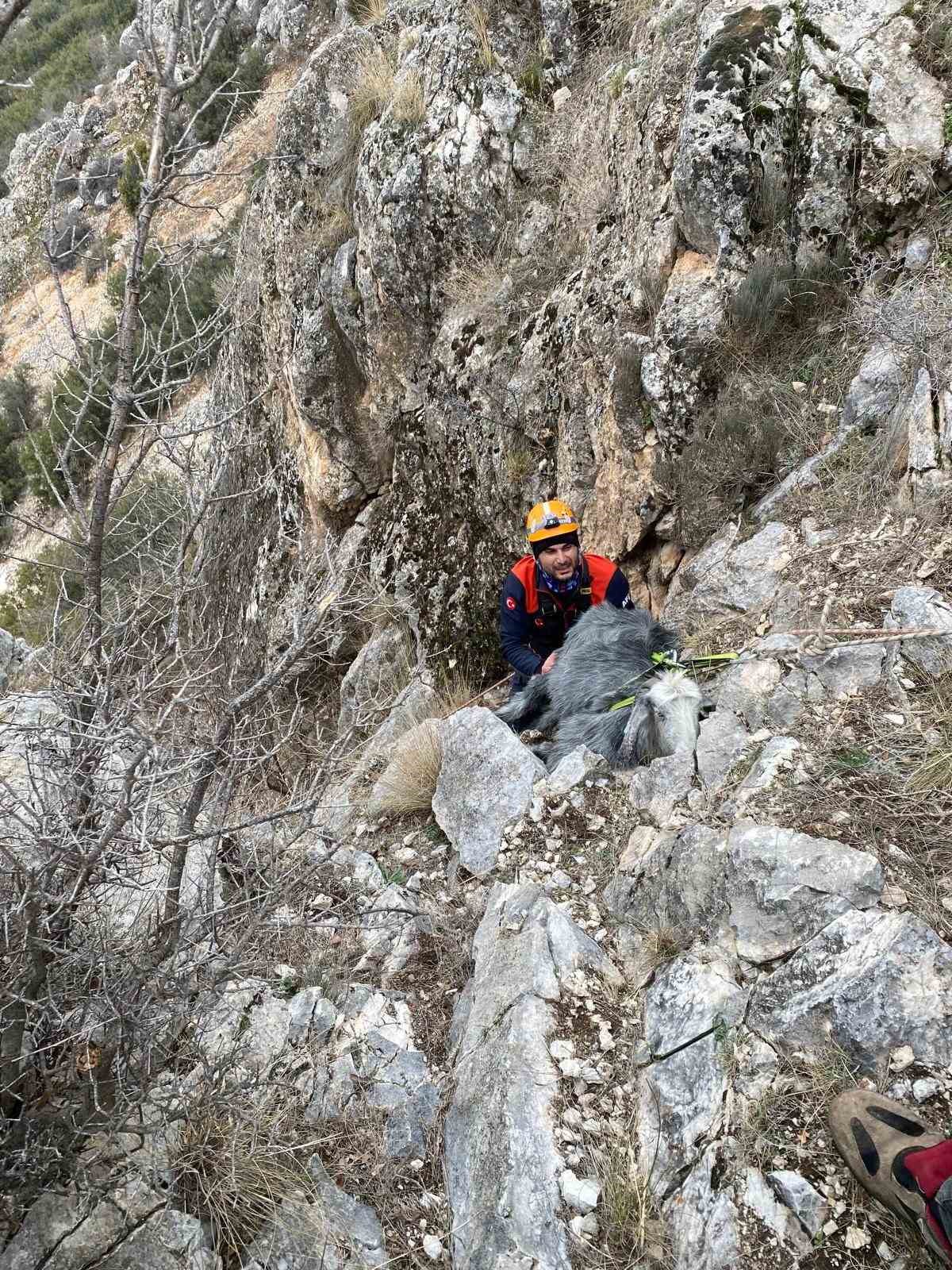 Burdur'da Mahsur Kalan Keçi Afad Ekiplerince Kurtarıldı.-1