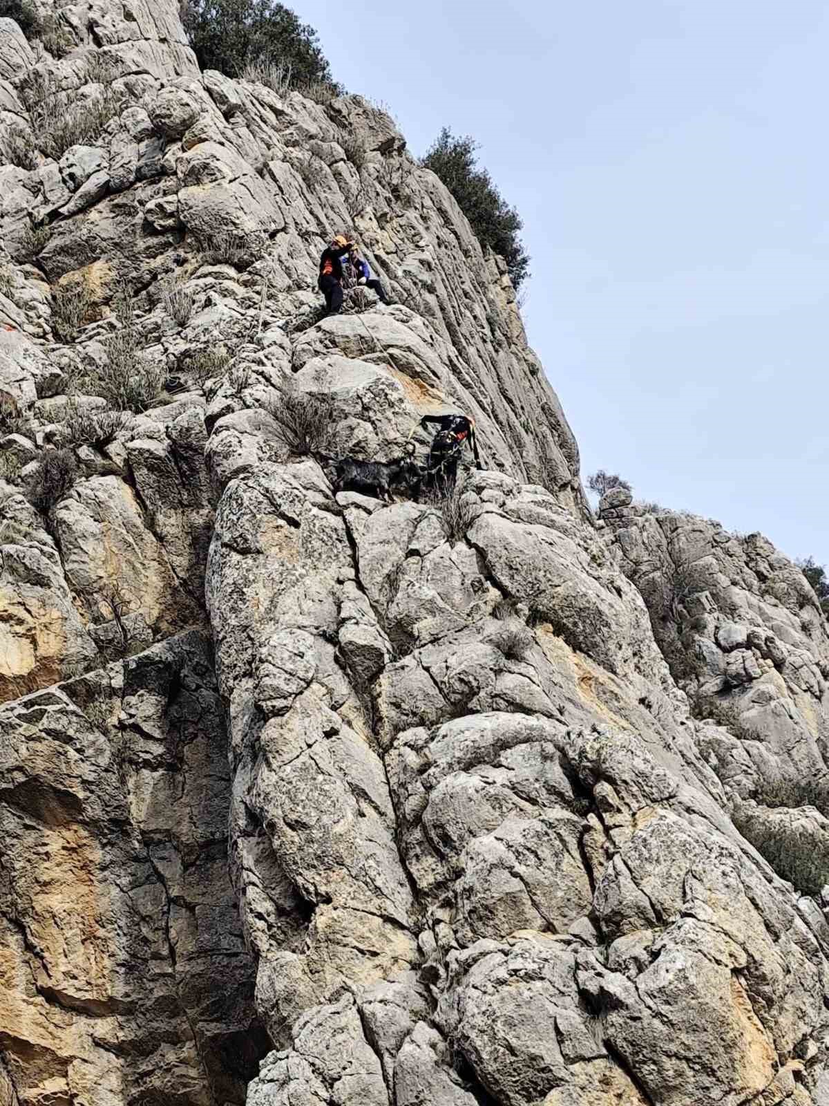 Burdur’da Dağlık Alanda Mahsur Kalan Keçileri Afad Ekipleri Kurtardı