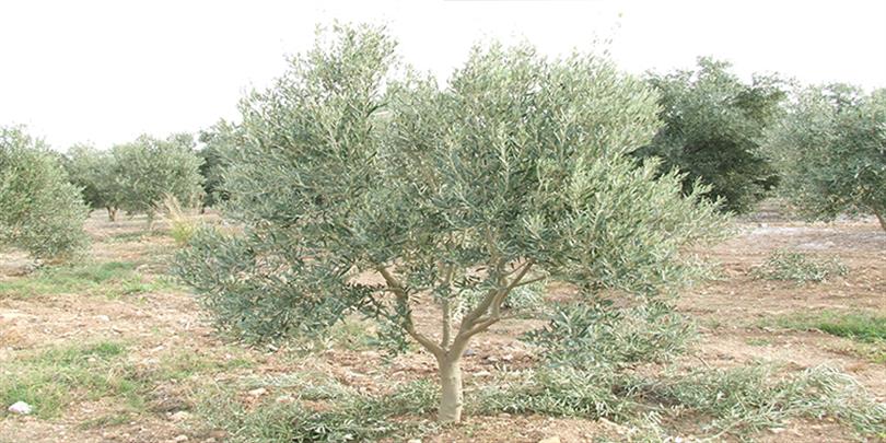 42 Bin Tl Yevmiye Var, Işçi Yok Üretici Işçiye Hasret Kaldı