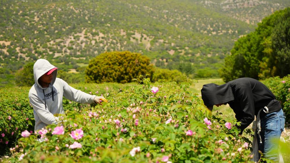 Burdur Gül Rekoltesi (3)