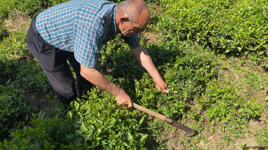 Çay Bahçesinde Dehşet Zehirli Yılan Adamı Isırdı 2