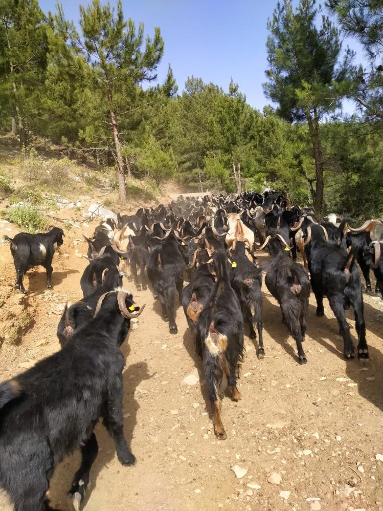 Gazipaşa’da Yörüklerin 5 Aylık Yayla Mesaisi Başladı