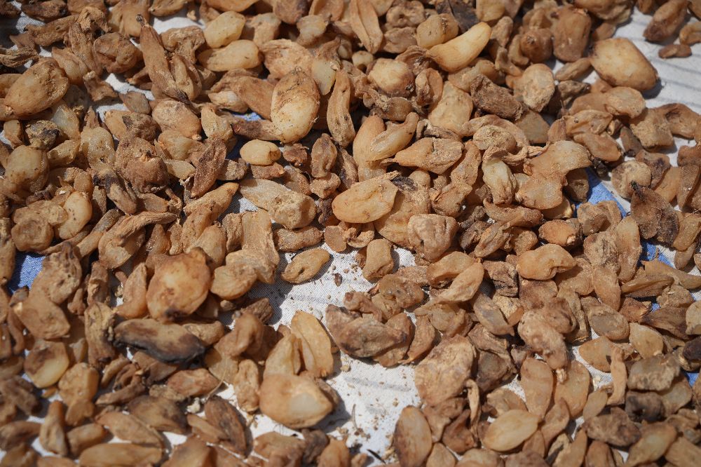 Salep Hasadı Başladı 5